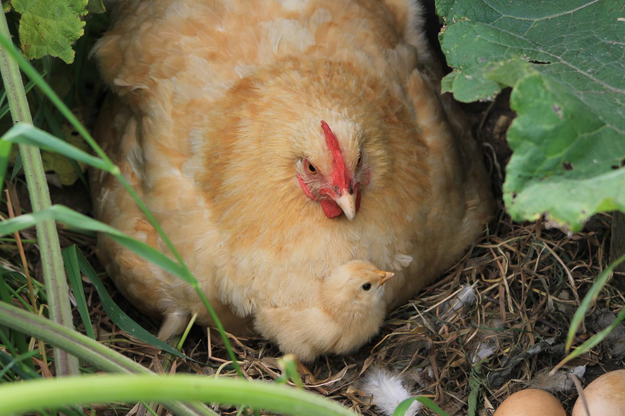 chicken (1) Hen sitting on a nest with a fluffy chick beside her, surrounded by green foliage and eggs.