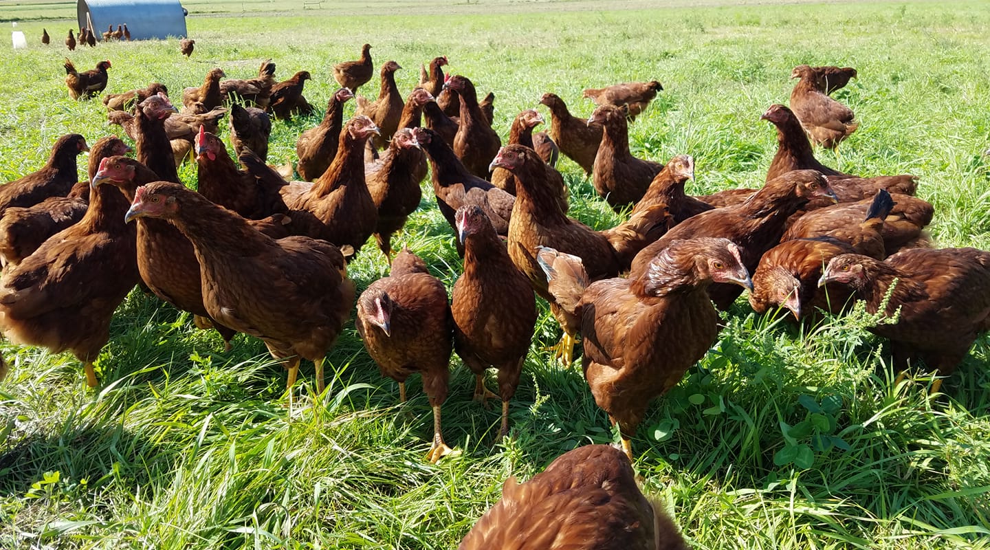 Free-range brown chickens foraging in a lush green pasture, showcasing sustainable farming practices and healthy livestock management.