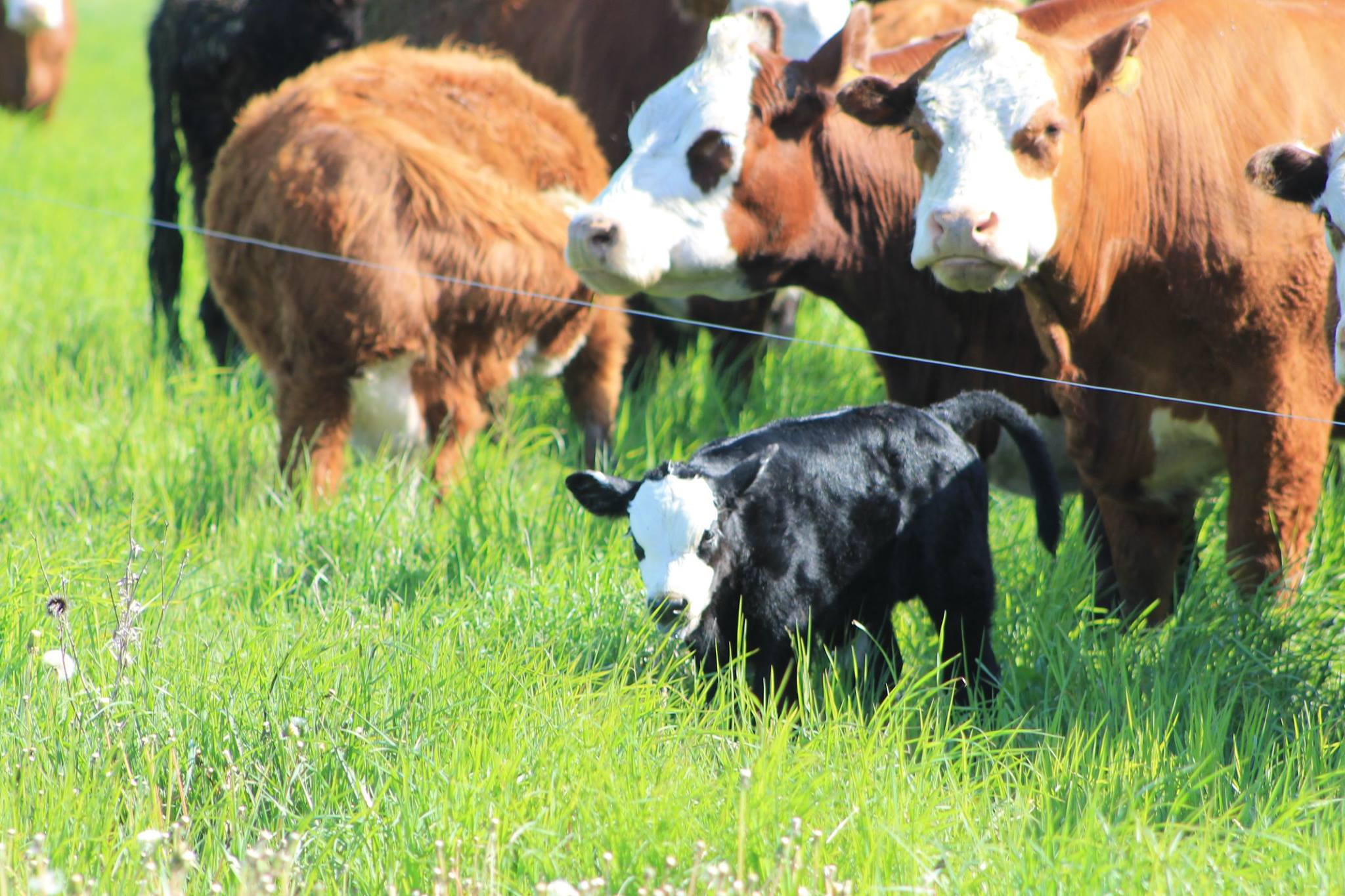 A black and white calf grazing in a lush green field surrounded by brown cows, showcasing a peaceful rural farming scene.