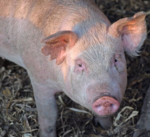 pig Close-up of a domestic pig standing in straw, showcasing its light pink skin, expressive eyes, and prominent snout, highlighting the animal's features and farm setting.