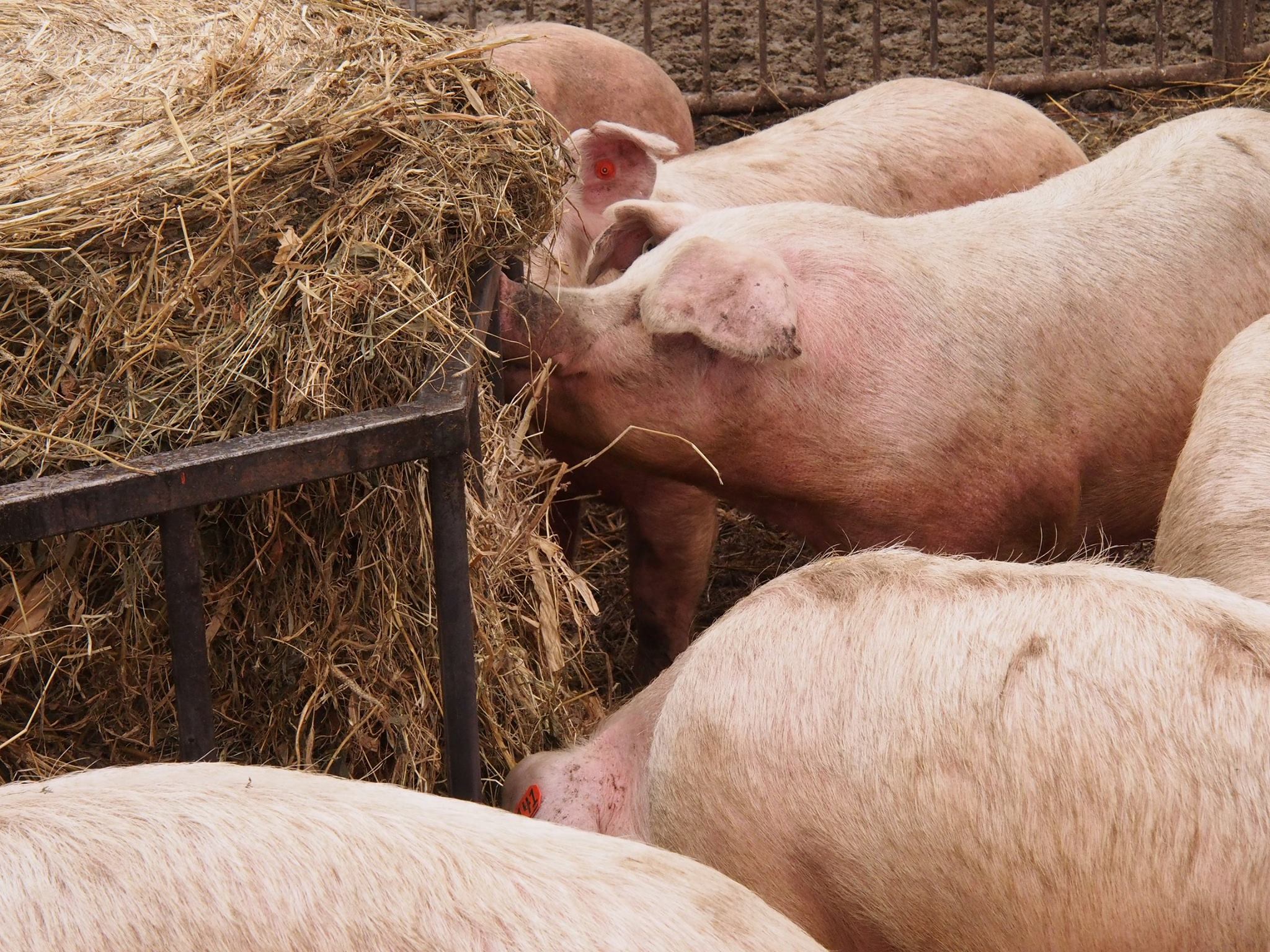 Group of pigs feeding on hay in a farm setting, showcasing their natural behavior and environment. The image captures the pigs' interaction with the hay, highlighting agricultural practices in livestock management.